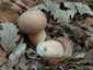 Nyári vargánya (Boletus reticulatus), Budai-hegység